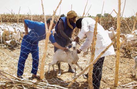 モーリタニア 家畜が健康であることで地域住民の生活は安定します。 そのため家畜への予防接種やその他のケアが行われています。 © IOM2014
